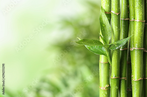 Green bamboo stems on blurred background. Space for text © New Africa