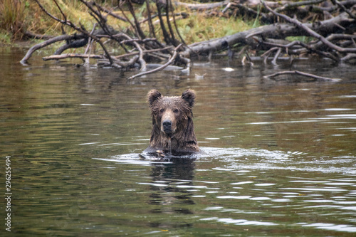 bear in water