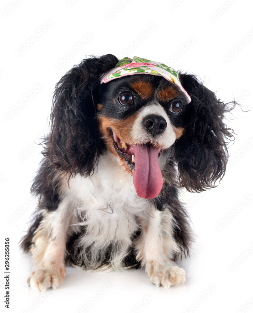 cavalier king charles cavalier king charles