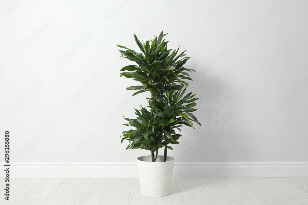 Tropical plant with lush leaves on floor near white wall Tropical plant with lush leaves on floor near white wall
