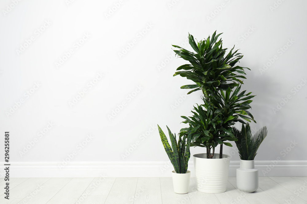 Tropical plants with lush leaves on floor near white wall. Space for text