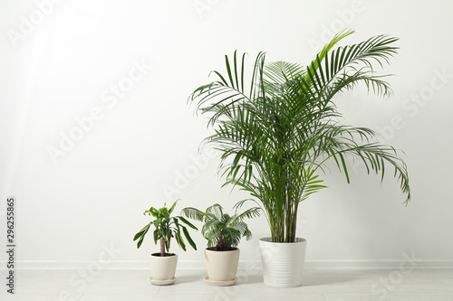 Tropical plants with lush leaves on floor near white wall
