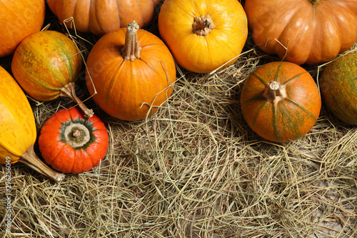 Flat lay composition with different ripe pumpkins on hay, space for text. Holiday decoration