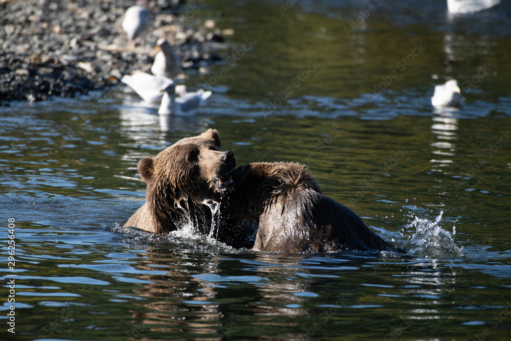 Kodiak Brown Bears salmon in the Buskin River Kodiak Brown Bears salmon in the Buskin River