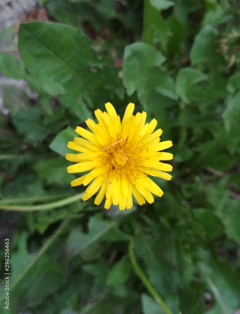 yellow dandelion with green grass closeup yellow dandelion with green grass closeup