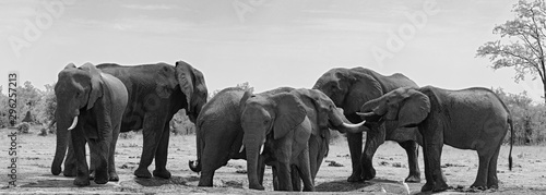 small elephant group at a waterhole in Chobe National Park Botswana © lesniewski