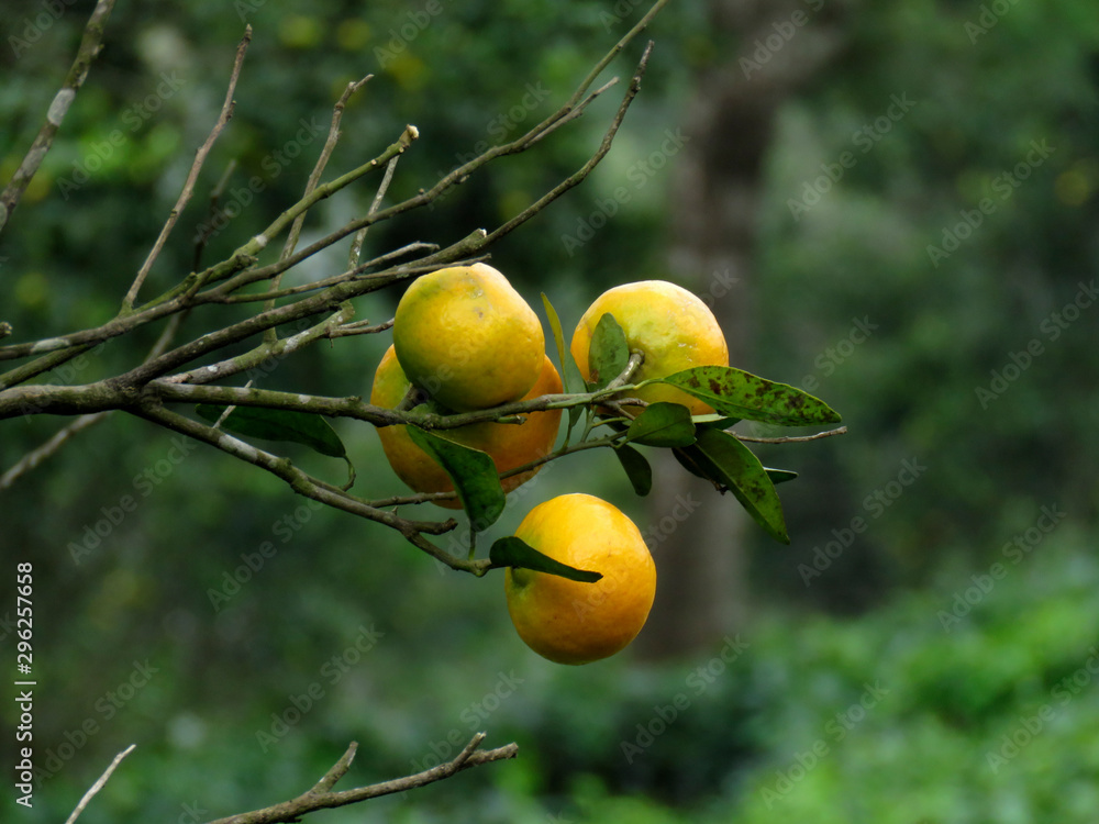 oranges on a tree oranges on a tree