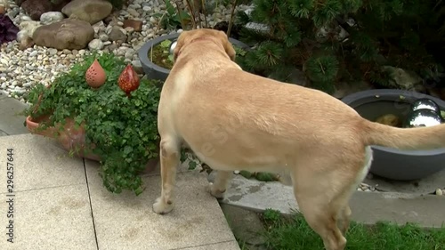 Unschlüssig beschnüffelt der Labrador-Rüde die Umgebung photo