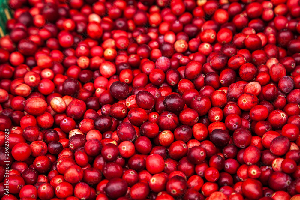 Ripe cranberries for background. Red cranberries. Ripe cranberries for background. Red cranberries.
