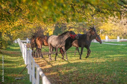 Konie w biegu, jesienna sceneria