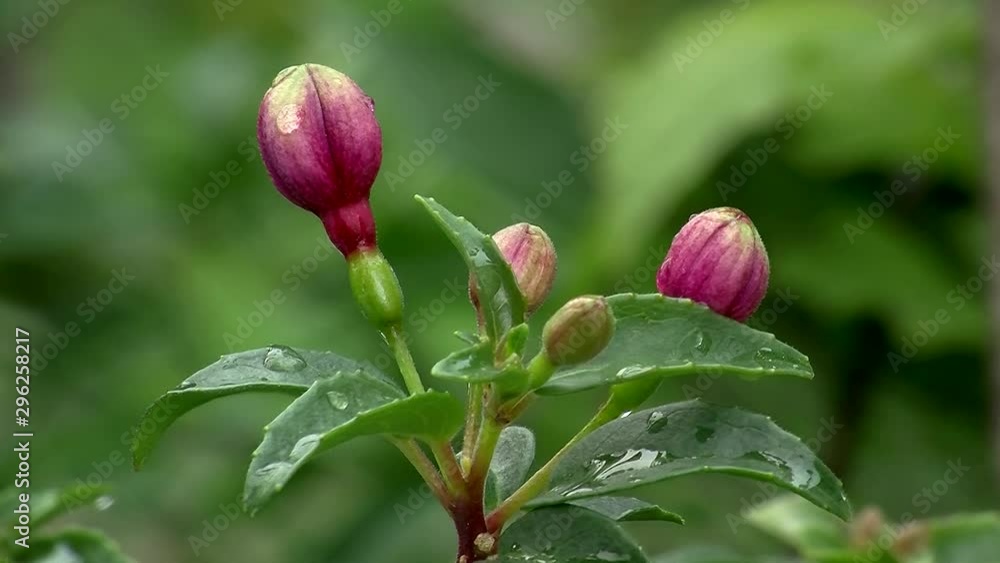 Nasse lila Knospen der Fuchsie zittern im Wind Nasse lila Knospen der Fuchsie zittern im Wind