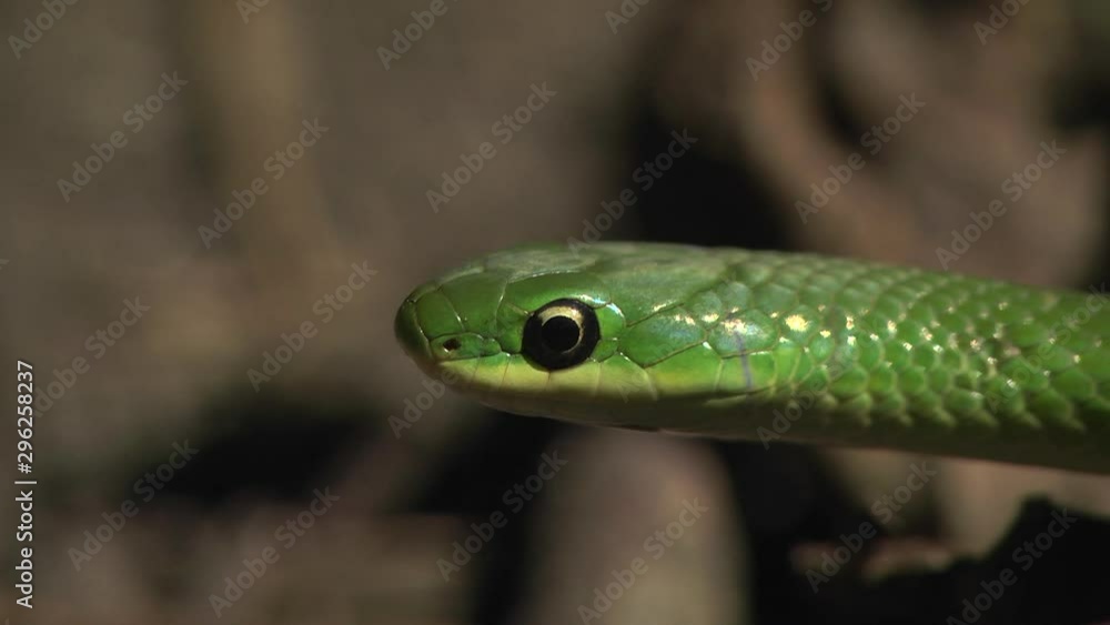 Smooth Greensnake Opheodrys vernalis close up