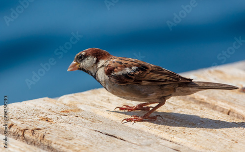 Sparrow on a wooden board on the nature