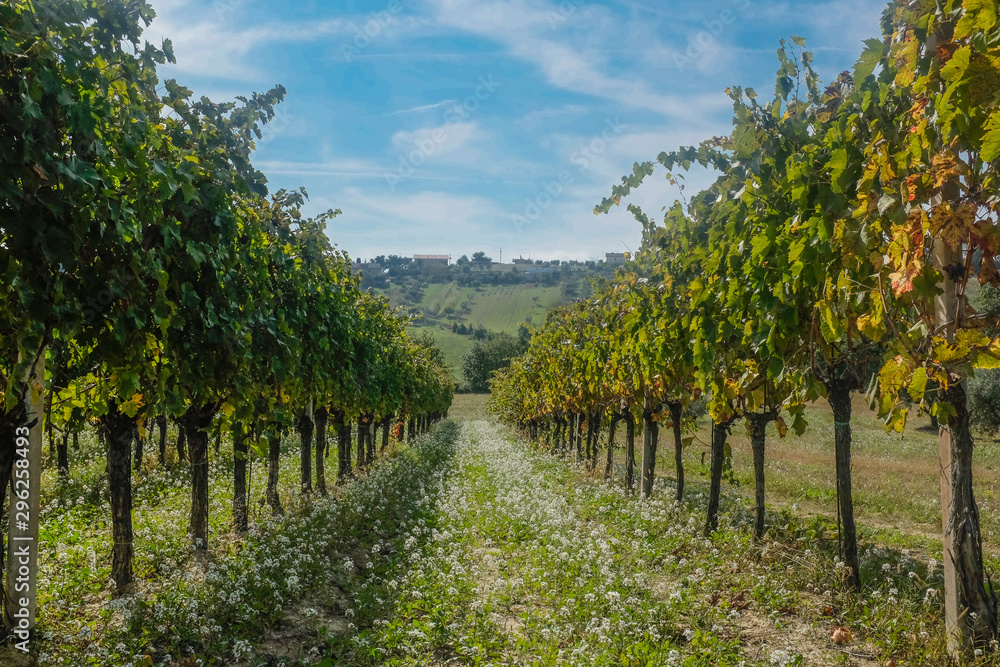 Grape harvest : vineyard field, in Marche region, Italy