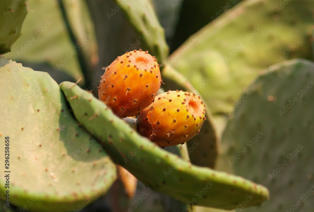 Fruits on a cactus in nature Fruits on a cactus in nature