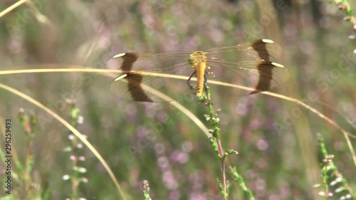 Sympetrum pedemontanum dragonfly female photo