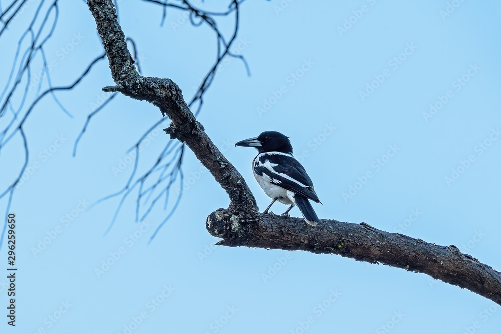 Fotografie Young Butcherbird Perched On A Tree Branch