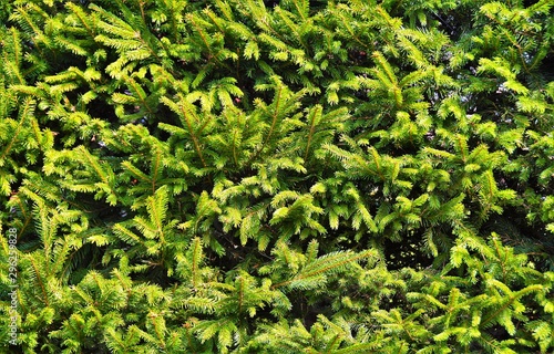many green fir branches