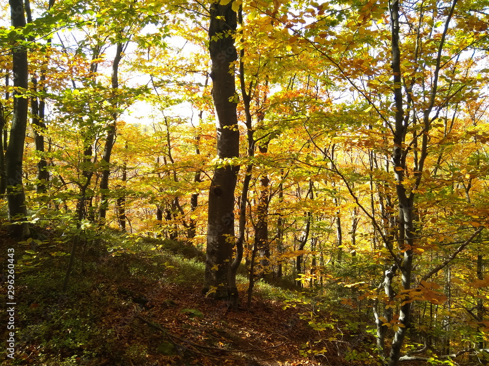 Obraz premium Beautiful Colorful Autumn forest with golden leaves