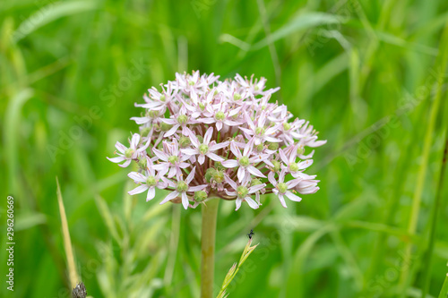 Allium sp. Wild onion in nature