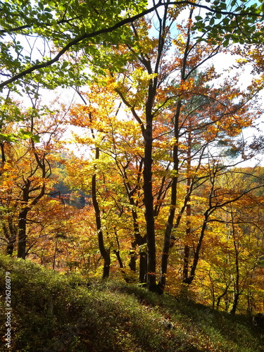 Beautiful Colorful Autumn forest with golden leaves