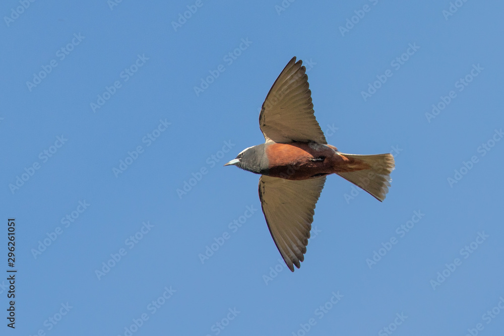 Obraz premium White-browed Woodswallow in Australia