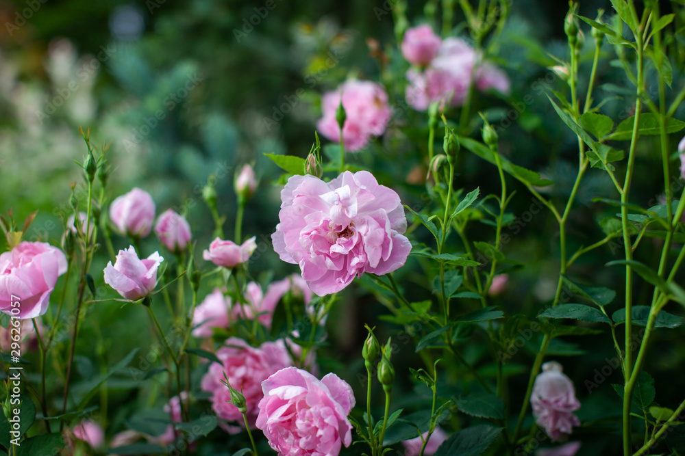 rose / cultivars / Sharing a Happiness / シェアリングアハピネス rose / cultivars / Sharing a Happiness / シェアリングアハピネス