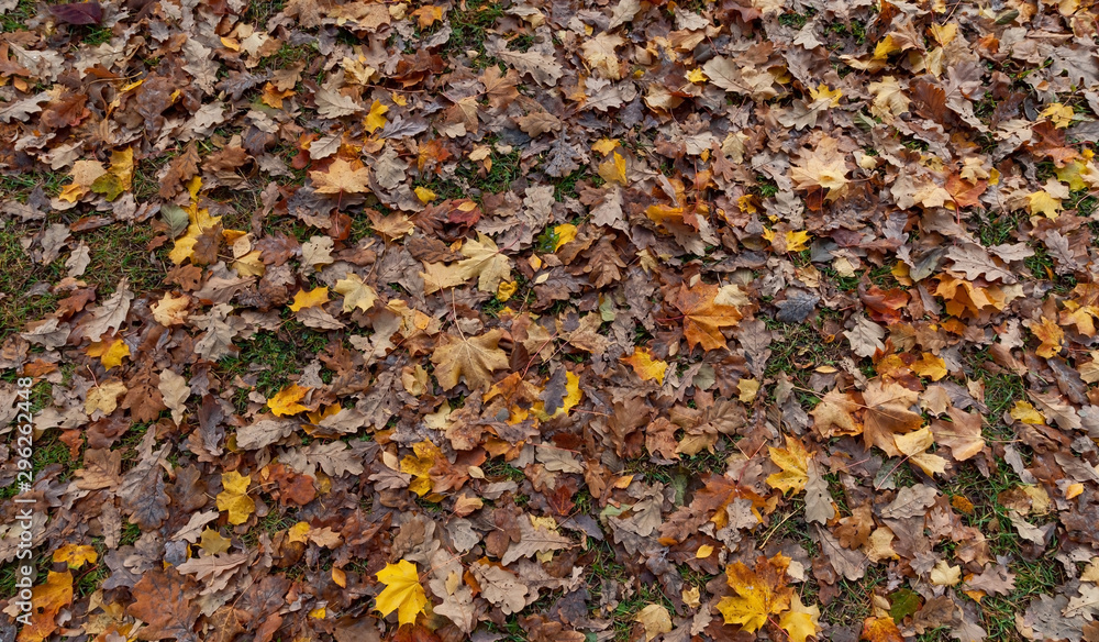 Dry fallen leaves a tree on the grass in a city park on a sunny autumn day Dry fallen leaves a tree on the grass in a city park on a sunny autumn day