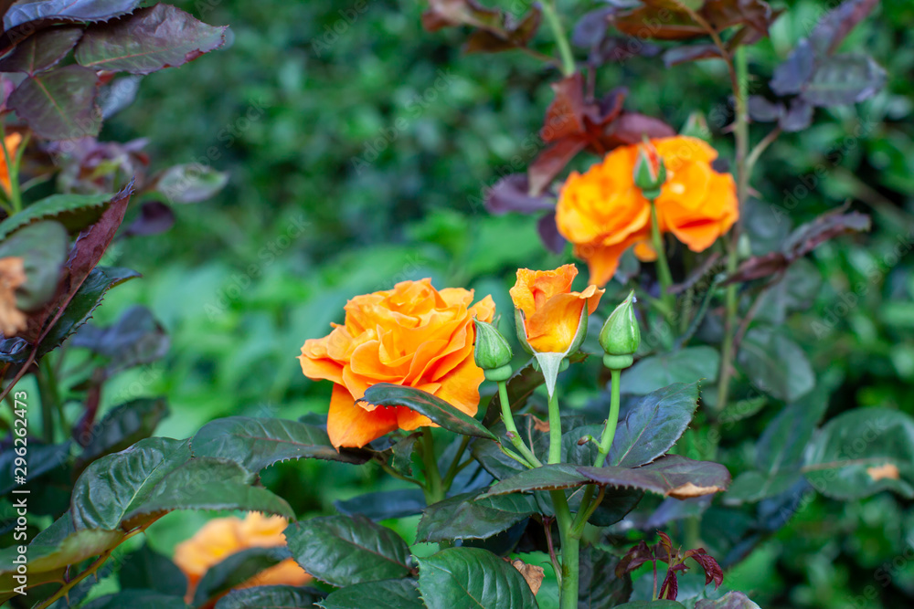 rose / cultivars / Vavoom / ヴァヴーム rose / cultivars / Vavoom / ヴァヴーム