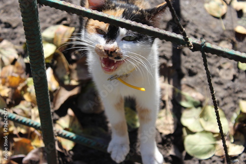 tricolor cat portrait in the yard with open mouth green eyes yellow collar