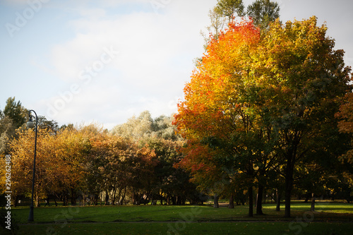Autumn in the city Park, landscape with yellowed trees