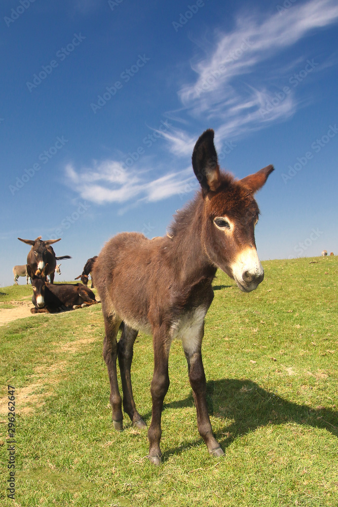 Φωτογραφία Baby donkey on the pasture