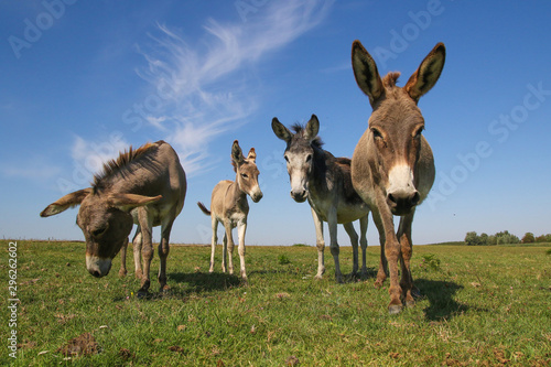 Canvas Print Four funny asses staring at the pasture