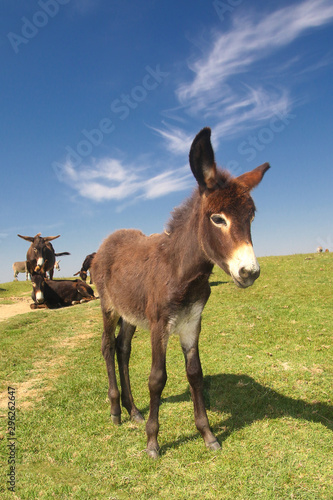 Baby donkey on the pasture