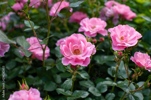 rose   cultivars   City of Yokohama                              