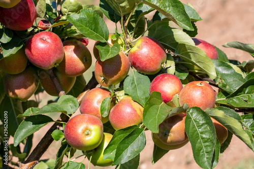 Fresh apple tree in garden, Isparta / Turkey
