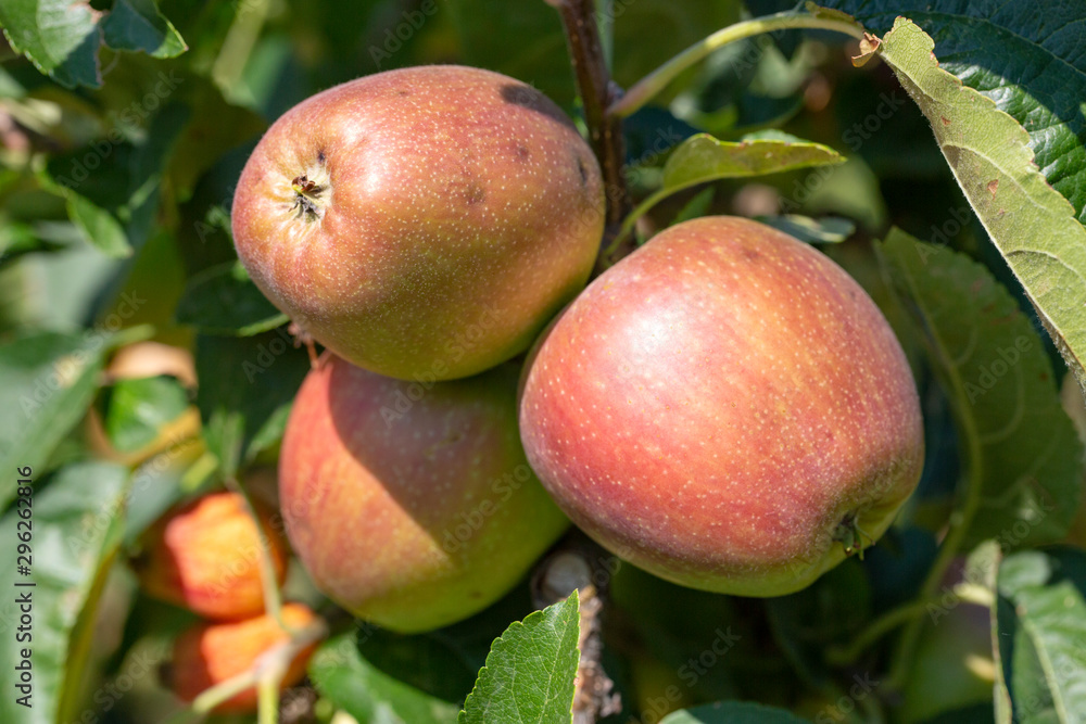 Fresh apple tree in garden, Isparta / Turkey Fresh apple tree in garden, Isparta / Turkey