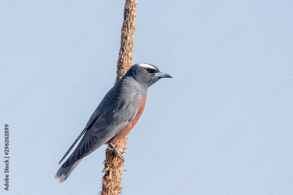 White-browed Woodswallow in Australia White-browed Woodswallow in Australia