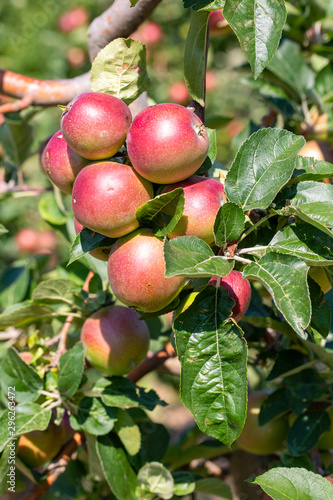 Apple tree, Isparta / Turkey