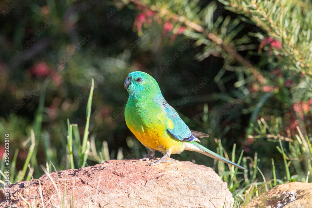 Red-rumped Parrot in Australia