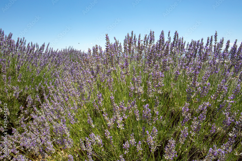 Obraz premium Lavender field, Isparta / Turkey