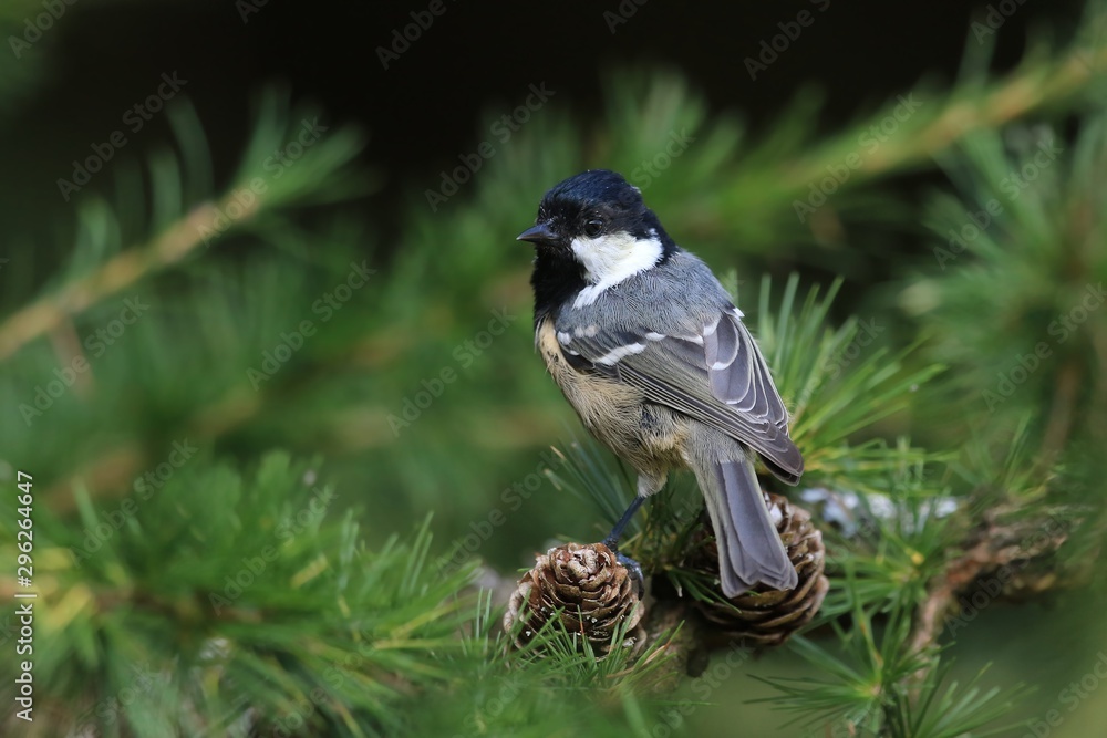 coal tit sitting on the spruce twig. Wildlife scene from nature. Song bird in the natural habitat. Periparus ater. coal tit sitting on the spruce twig. Wildlife scene from nature. Song bird in the natural habitat. Periparus ater.