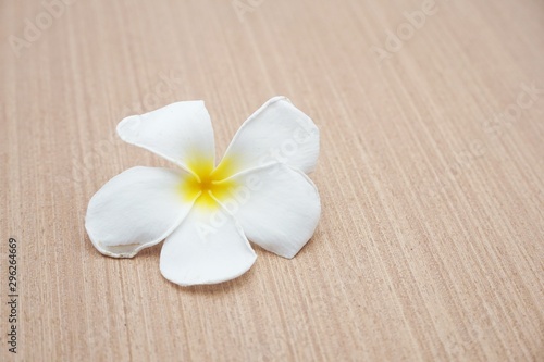 plumeria flower on wooden floor
