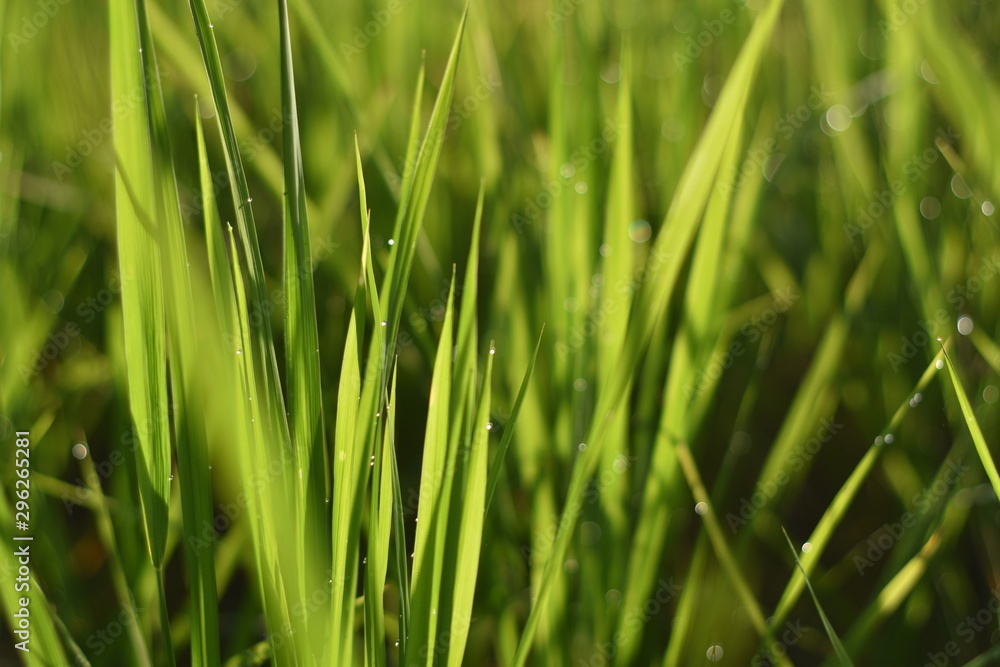 Close-up Morning dew on the rice leaves Close-up Morning dew on the rice leaves