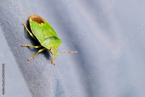 Green Insect Isolated on Gray Background