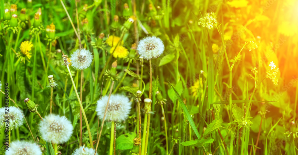 meadow grass flowerses sunlight