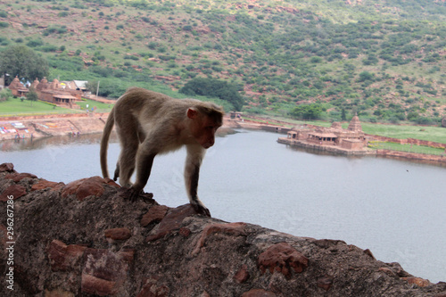 Bonnet Macaque Monkey  Badami