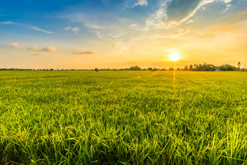 Handdoek met foto Weide Groen maïsveld bij Aziatische zonsondergang  © Thinapob