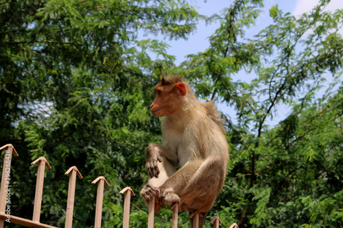 Bonnet Macaque Monkey Sitting on an Iron Fence, Badami © VgBingi