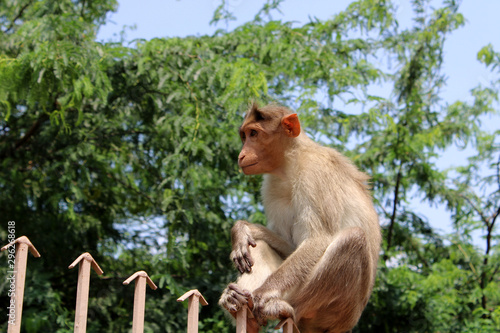 Bonnet Macaque Monkey Sitting on an Iron Fence, Badami © VgBingi